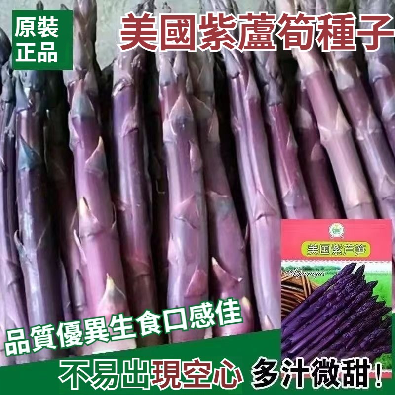 【種1次可連續采收20年！美國權威農科院ARS培育高產良種，四季可種，耐熱耐寒，長得比吃還快，三高族群必買必種必吃！】美國紫蘆筍種子，優質，可生吃，多汁微甜，細嫩纖維少，撒籽就活，營養豐富，好吃不膩，全年豐收不斷！