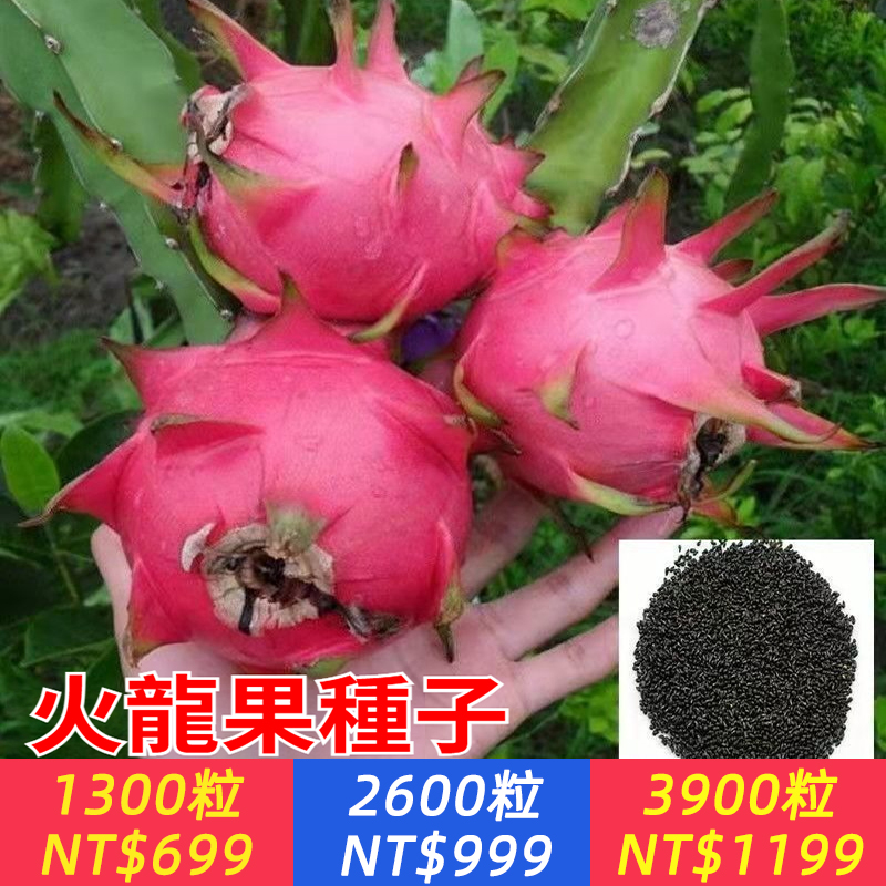 火龍果(綠鑽)種子、火龍果種子四季陽臺盆栽水果種子白肉紅肉火龍果種子多年生