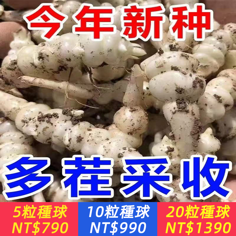 【農研所推薦「高產王」!!! 3倍結果率，地裡的“軟黃金”,營養賽過“蟲草“，抗病抗蟲害，新手也能放心種！】神奇的寶塔螺絲菜，鮮嫩好吃，營養賽過小人蔘，富含豐富的蛋白質和膳食纖維，多茬采收，陽臺小院種一些，種一次，能吃很多年，用來涼拌熱炒涮火鍋，怎麽做都好吃，吃不完還能腌咸菜，老人小孩都愛吃！
