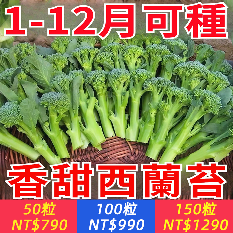 【30天成熟采收！種一次持續采收3個月！耐寒耐熱抗病，新手也能豐收！生吃級甜度，營養賽過7倍牛羊肉，掐了又能長，自己種更好吃！】速生西蘭苔種子，超好種植，遇土發芽，30天采收，超級嫩莖，美味高產，營養豐富，涼拌熱炒涮火鍋，鮮美爽口，陽臺花園小院隨便種！