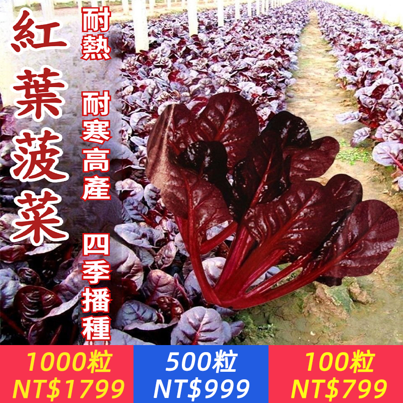 【抗病高產改良版！撒籽就長，耐熱耐寒抗病不招蟲，花青素是普通菠菜的10倍，搭配專用營養，新手也能輕鬆養活！】【紅葉菠菜種子】富含鐵元素，抗氧化強，清甜不澀，怎麼做都好吃！